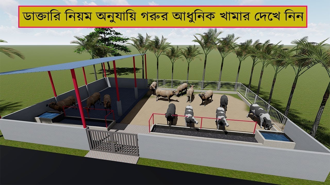 ডাক্তারি নিয়ম অনুযায়ী আধুনিক গরুর খামার ব্যবস্থাপনা দেখে নিন | Modern cow shed design and Plan