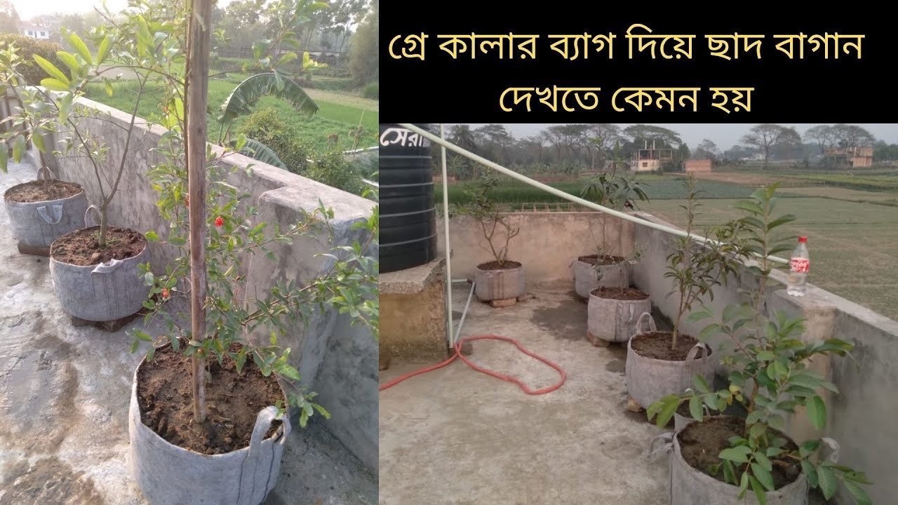 গ্রে কালার ব্যাগ দিয়ে ছাদ বাগান দেখতে কেমন হয় – Best premium quality grow bags