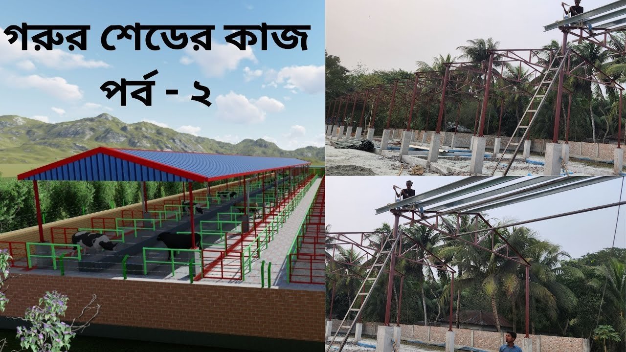 Standard Cow Shed Making at Khulna || Steel Shed MS Column and Truss