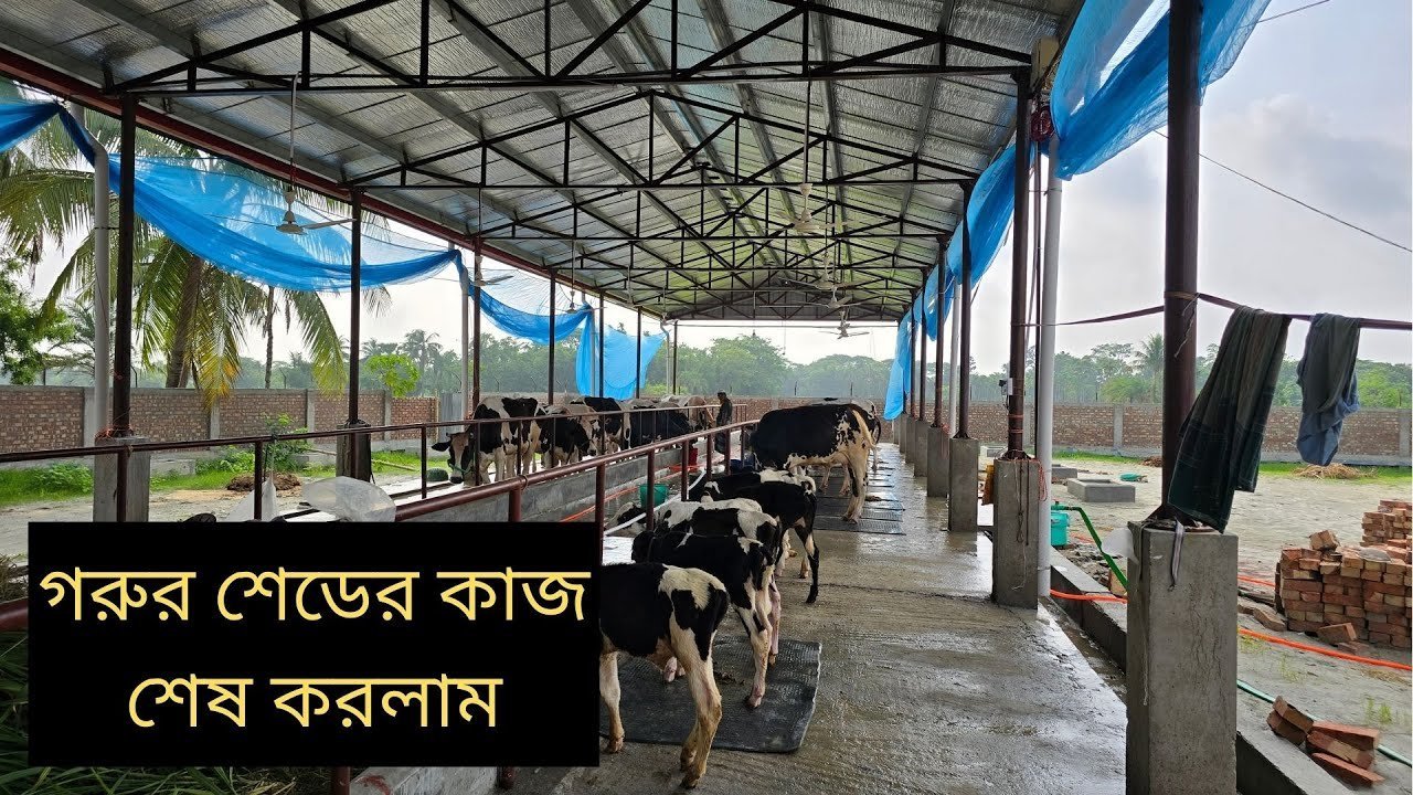 Khulna Cow shed construction Complete – আলহামদুলিল্লাহ গরুর শেডের নির্মাণকাজ শেষ করলাম