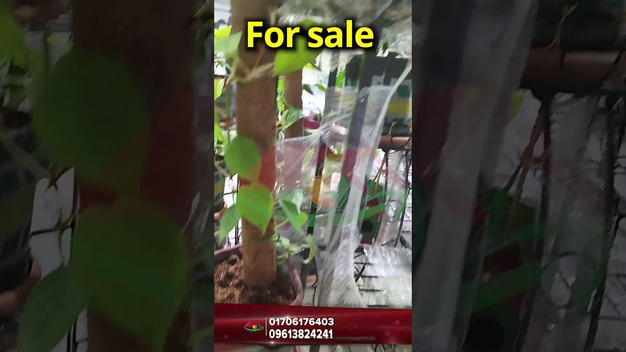 গাছ সহ কিছু জিও ব্যাগ । Some geo bags with plants । Siraj Tech