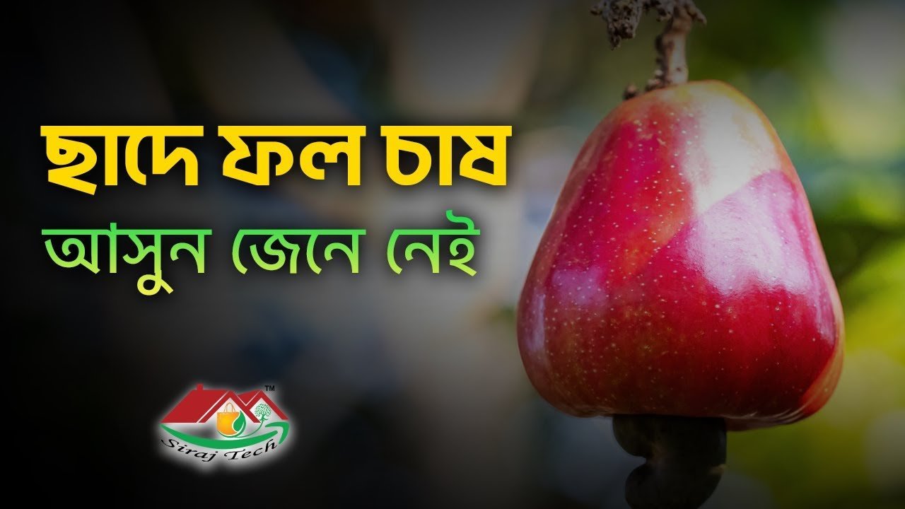 Rooftop Harvest: How to Grow Fruits on Your Roof | ছাদে ফলের বাগান । Siraj Tech