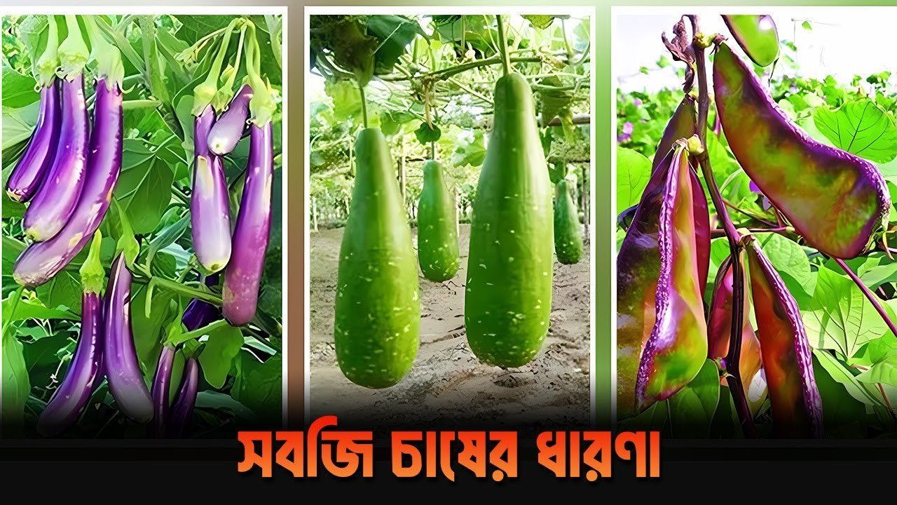 Vegetable farming concept. সবজি চাষের ধারণা