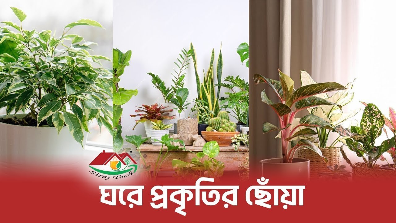 Easy Ways to Bring Nature Indoors । ঘরে প্রকৃতির ছোঁয়া 🌱 । Siraj Tech