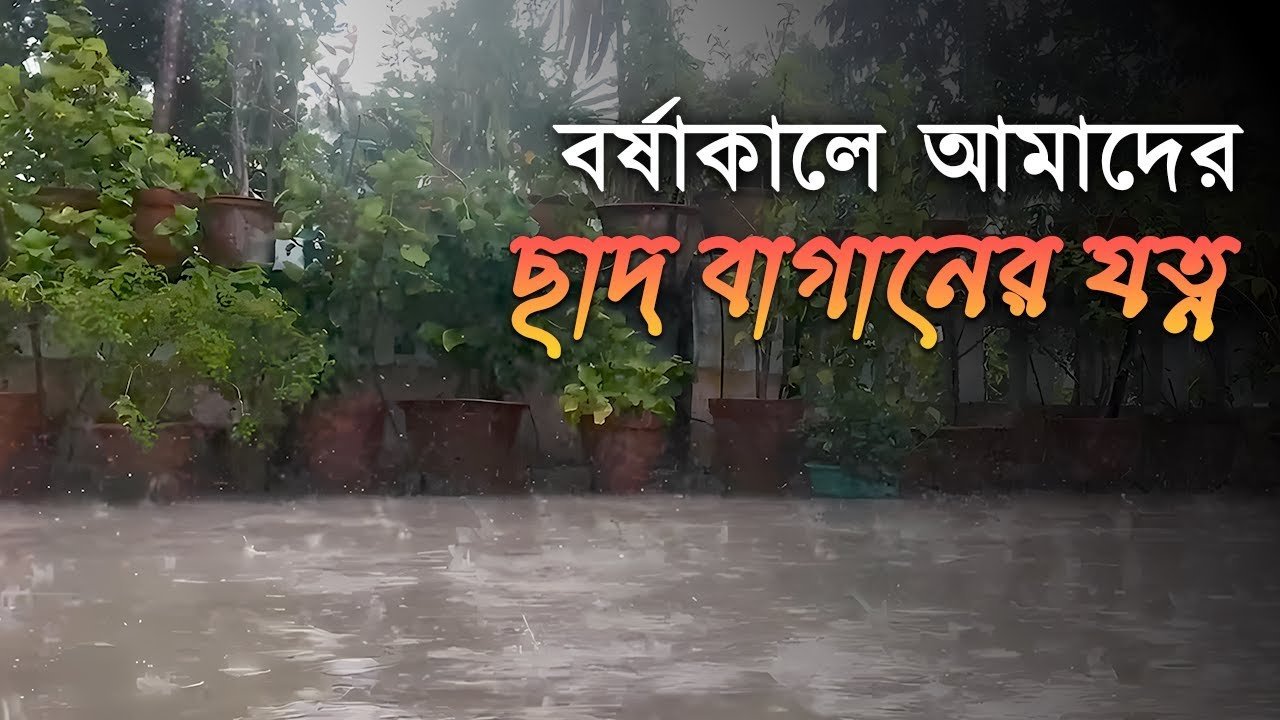🌧️ বৃষ্টির মৌসুমে Roof Garden Care-এর সহজ এবং কার্যকরী পদ্ধতি | Siraj Tech 🌿