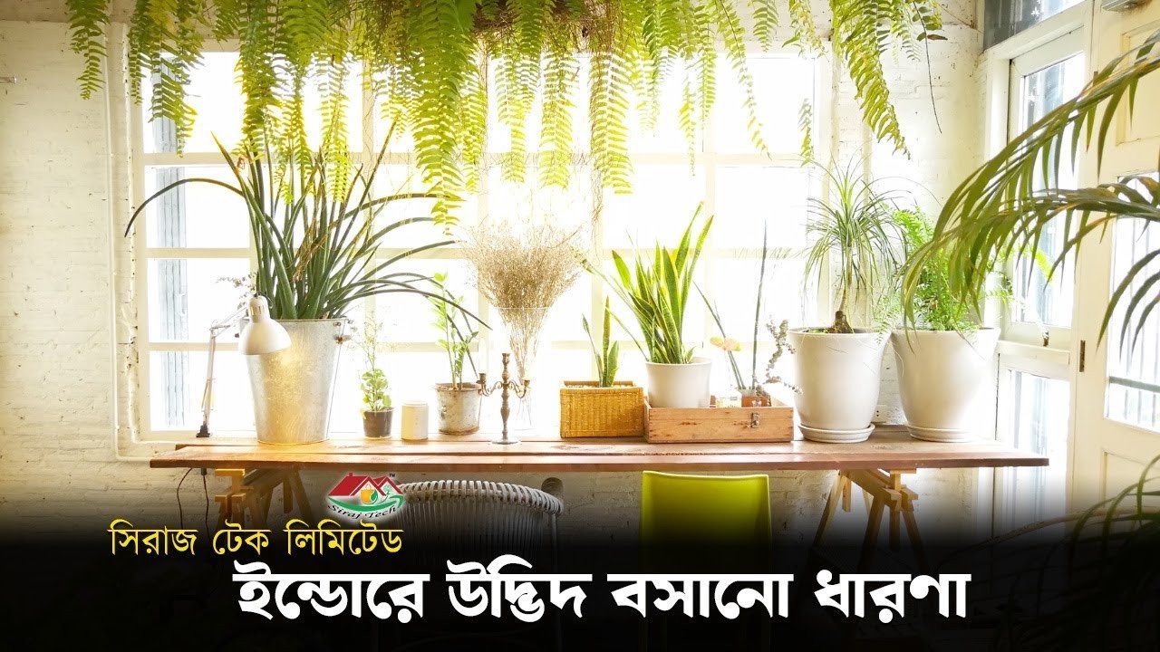 Indoor Planting Ideas ইন্ডোরে উদ্ভিদ বসানো ধারণা