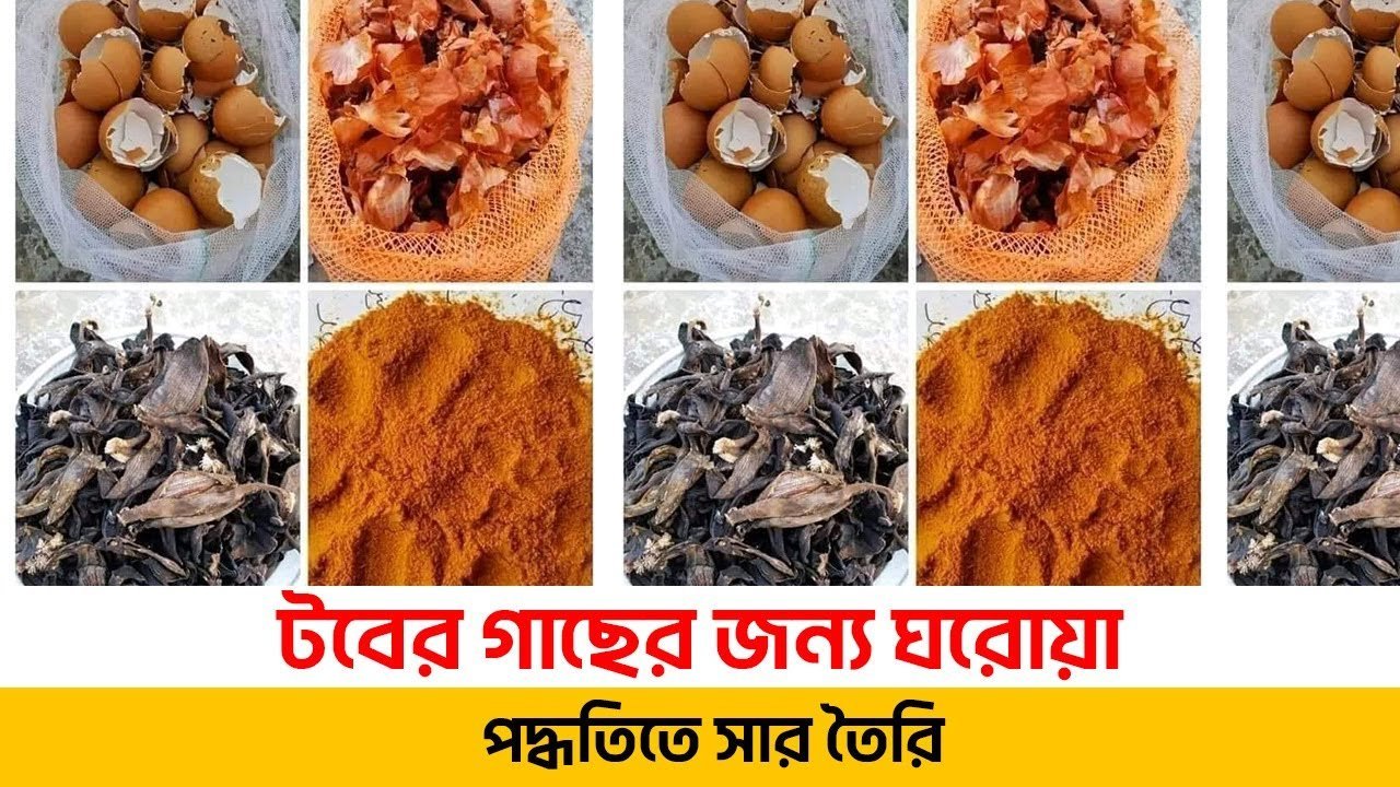 Get Ready for Explosive Plant Growth with This Simple Fertilizer Hack! – ঘরোয়া পদ্ধতিতে জৈব সার তৈরি