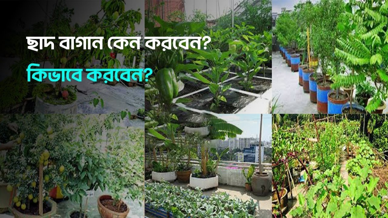 Why do roof garden, how to do it – ছাদ বাগান কেন করবেন , কিভাবে করবেন ।
