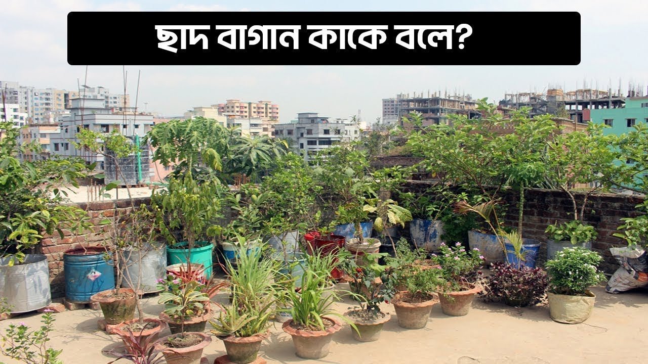 What is called a roof garden – ছাদ বাগান কাকে বলে ?
