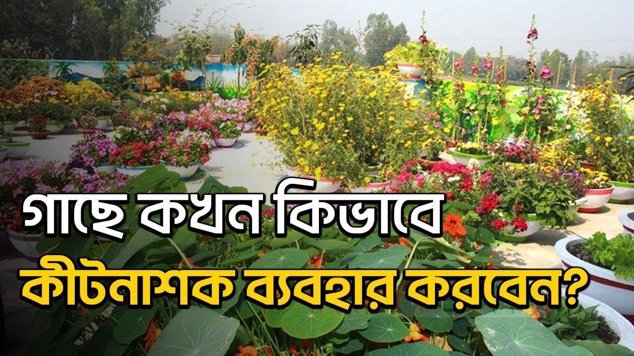 When and how to use pesticides on trees – গাছে কখন কিভাবে কীটনাশক ব্যবহার করবেন .#siraj tech