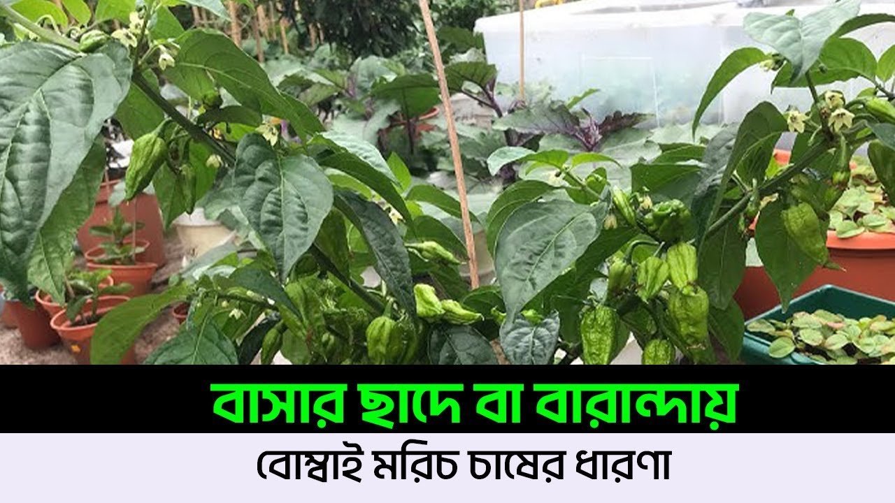 Ideas for growing Bombay chillies on the roof – বাসার ছাদে বা বারান্দায় বোম্বাই মরিচ চাষের ধারণা।