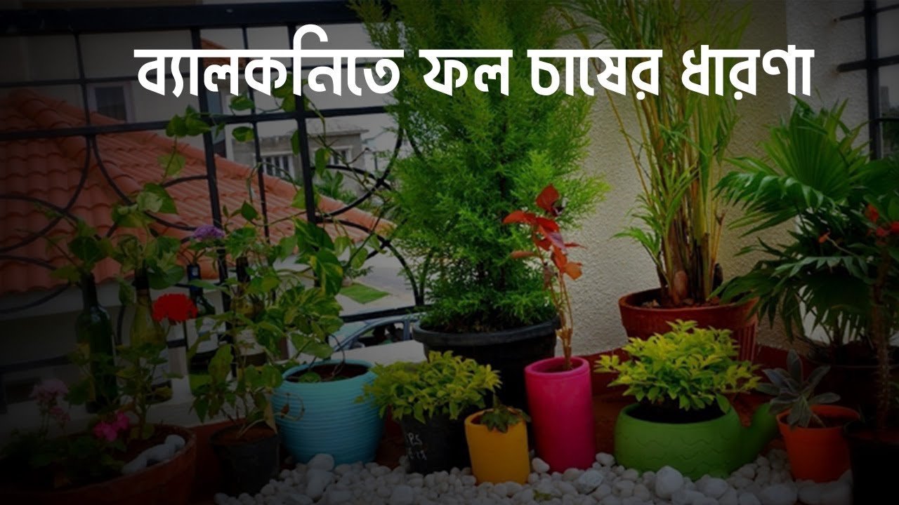 Balcony Fruit Chasing Ideas . ব্যালকনিতে ফল চাসের ধারণা । Siraj Tech