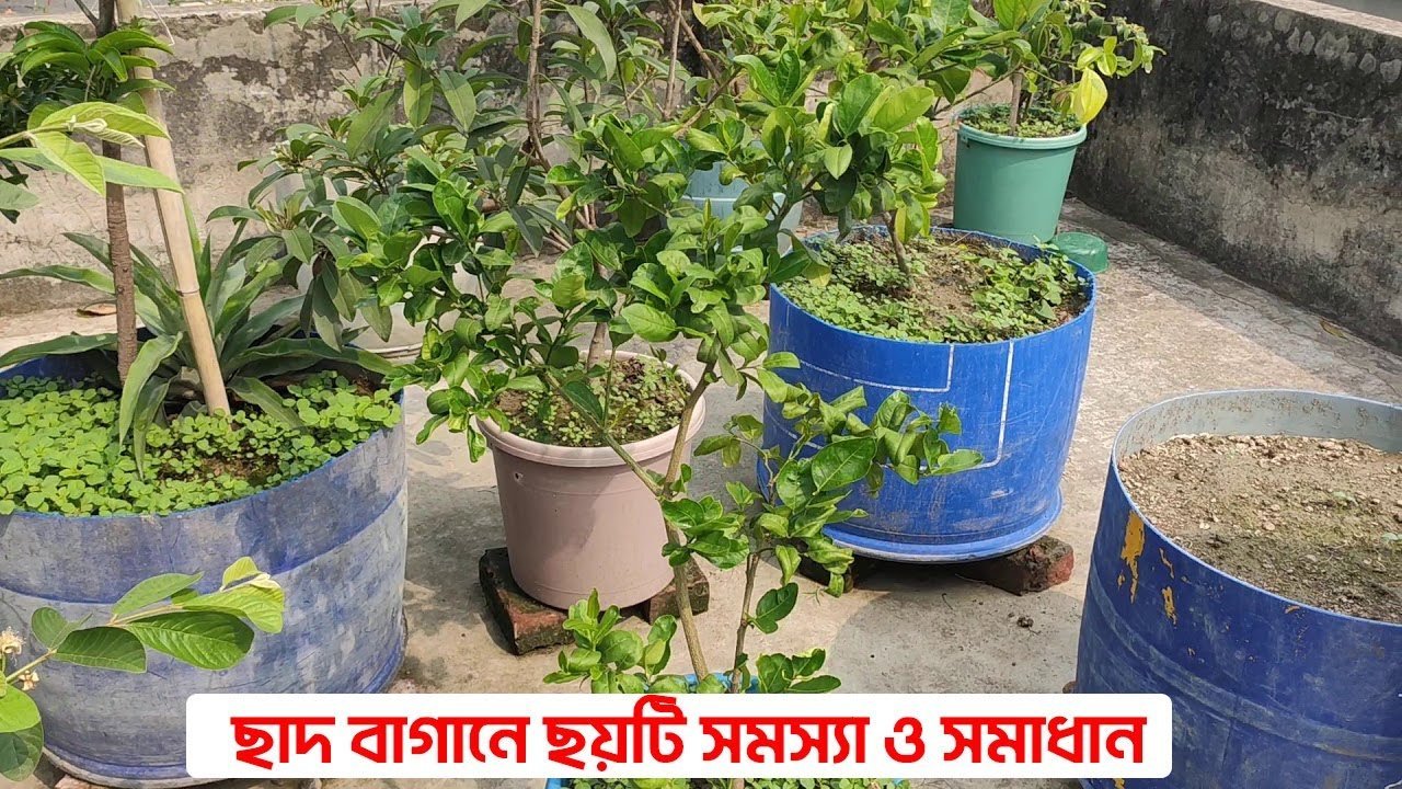 6 Roof Garden Problems and Solutions – ছাদ বাগানে ৬টি সমস্যা ও সমাধান | Siraj tech