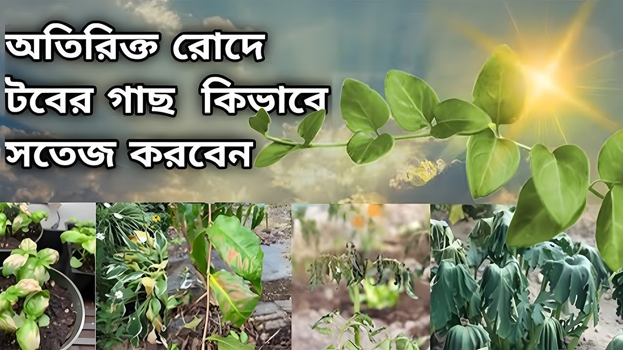 How to refresh tub plants in excess sun – অতিরিক্ত রোদে টবের গাছ কিভাবে সতেজ করবেন।