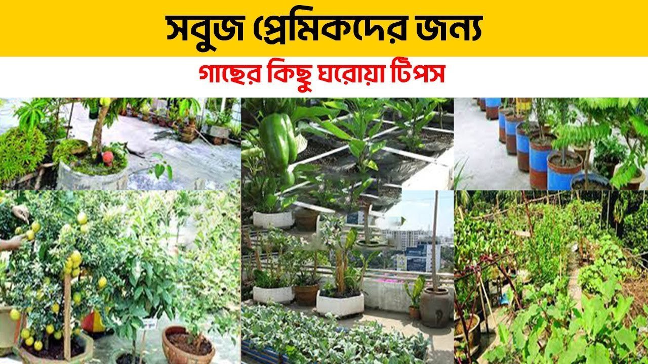 Can You Grow Perfect Indoor Plants Without This ONE Thingসবুজ প্রেমিকদের জন্য গাছের কিছু ঘরোয়া টিপস