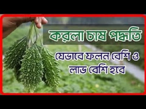 Method of Cultivation of Bitter gourd – করলা চাষের পদ্ধতি যেভাবে ফলন বেশি ও লাভ বেশি হয়।