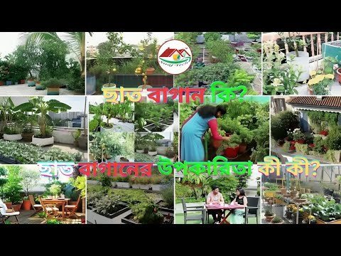 How to plant trees in the roof garden _ ছাদ বাগানে কিভাবে গাছ লাগাবেন . #rooftopgardening #garden