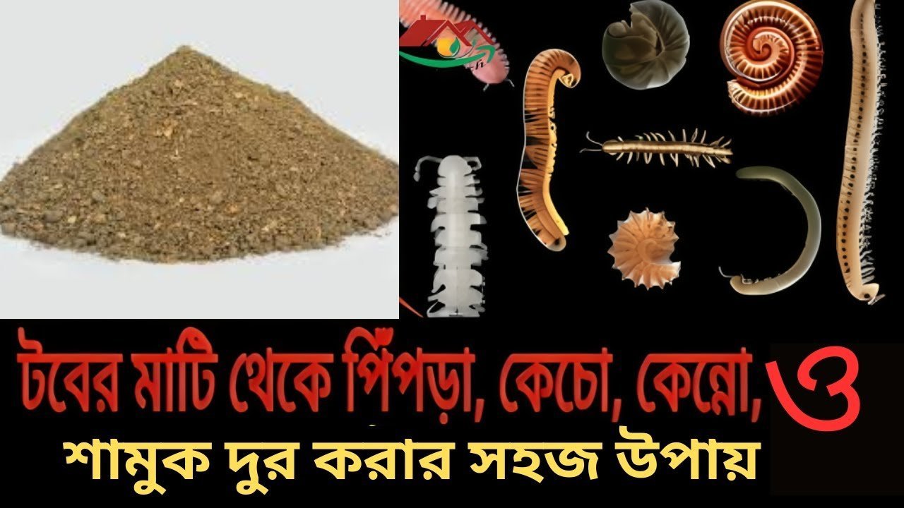 Geo bag soil – জিও ব্যাগ এর মাটি থেকে পিঁপড়া কেঁচো কেন্নো ও শামুক দূর করার সহজ উপায় ।