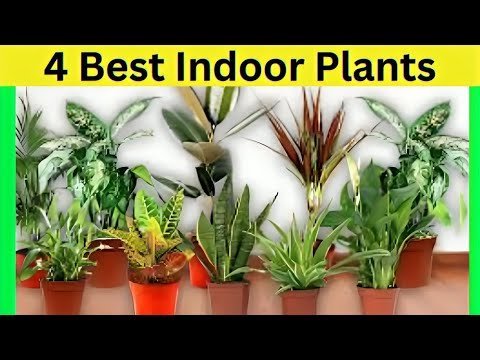 4 Best Indoore Plant – ৪ সেরা ইনডোর প্লান্ট ।