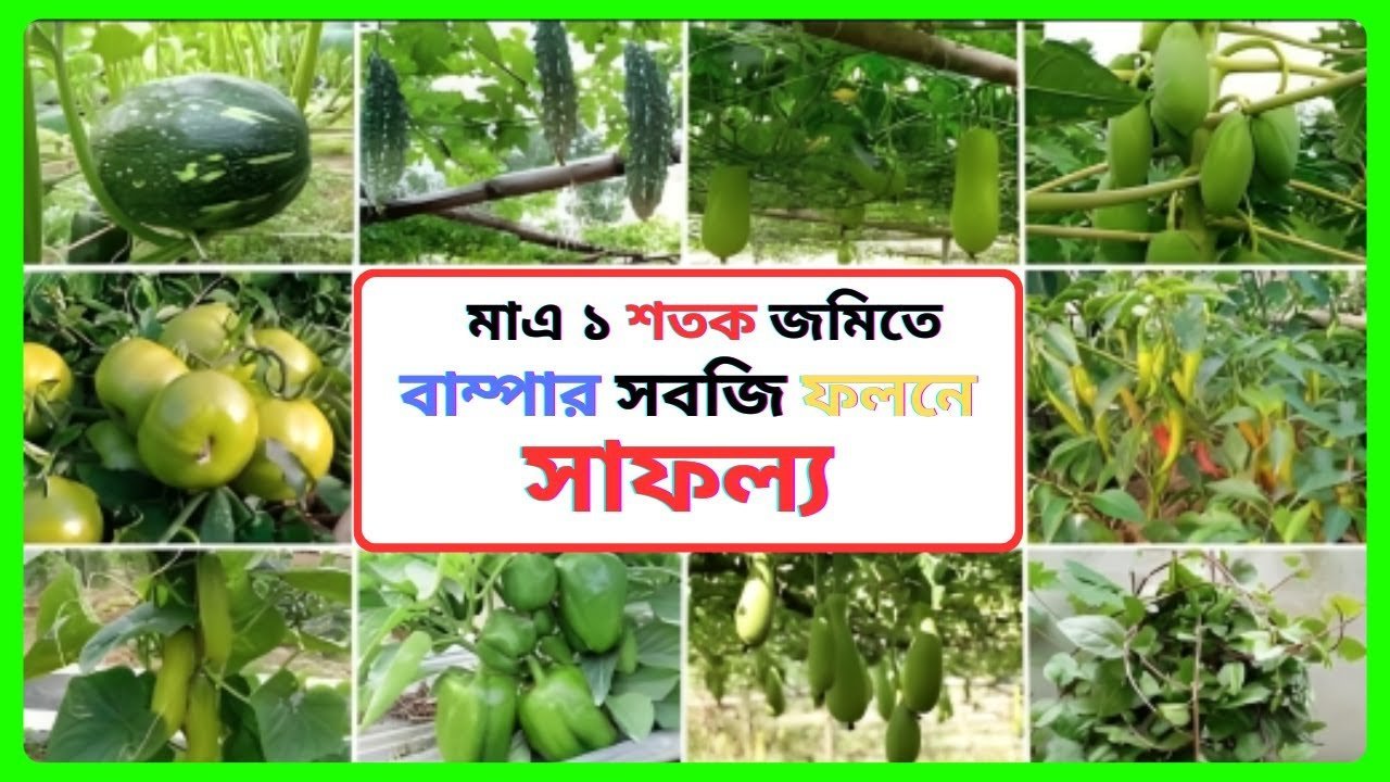 Success in bumper vegetable production in just one century of land – সবজি ফলনের সাফল্য ।
