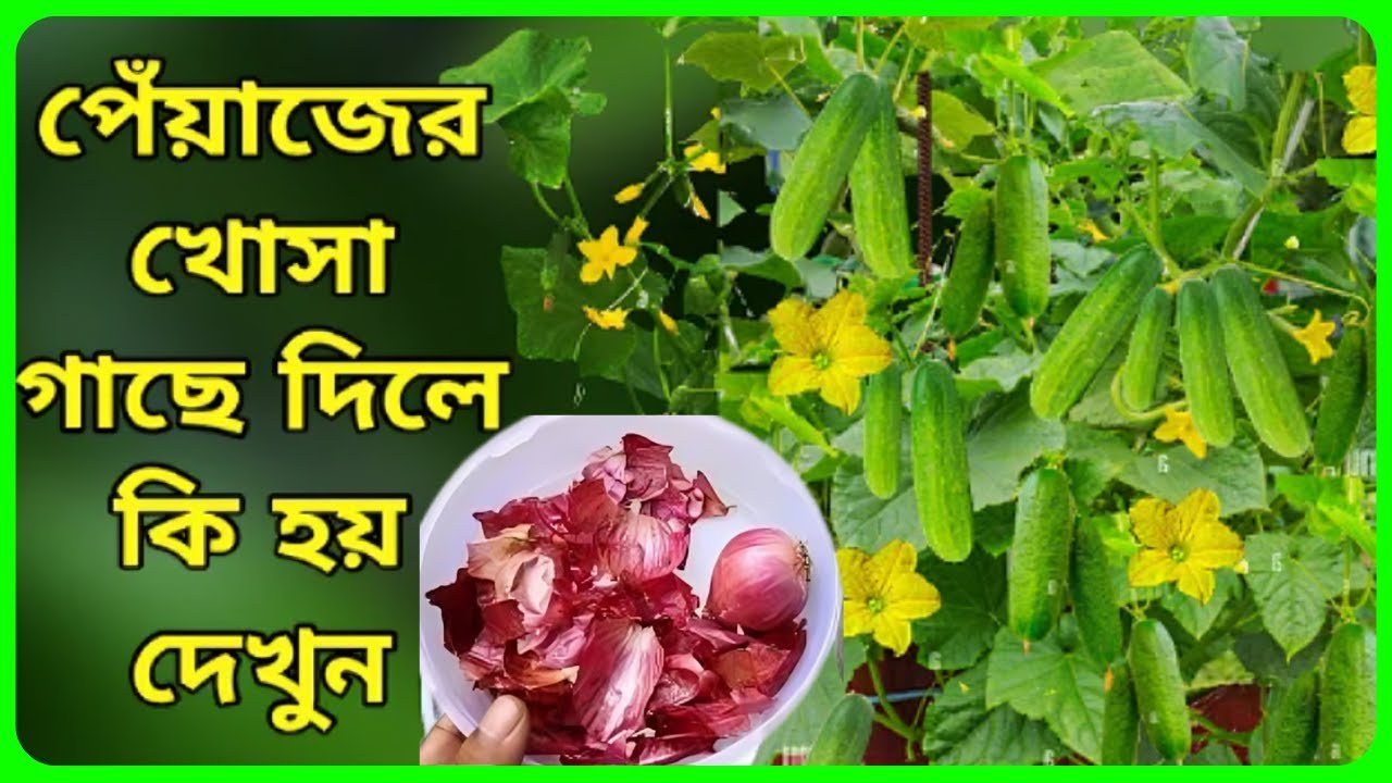 পেঁয়াজ এর খোসার উপকারীতা ও ব্যবহার এর নিয়ম .Homemade natural fertilizer