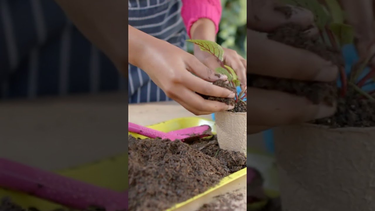 Simple solution for growing poison-free vegetables on the roof -ছাদে বিষ মুক্ত সবজি চাষে সহজ সমাধান