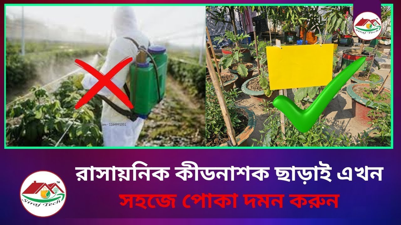 Control Insects Naturally – রাসায়নিক কীটনাশক ছাড়াই পোকা দমন