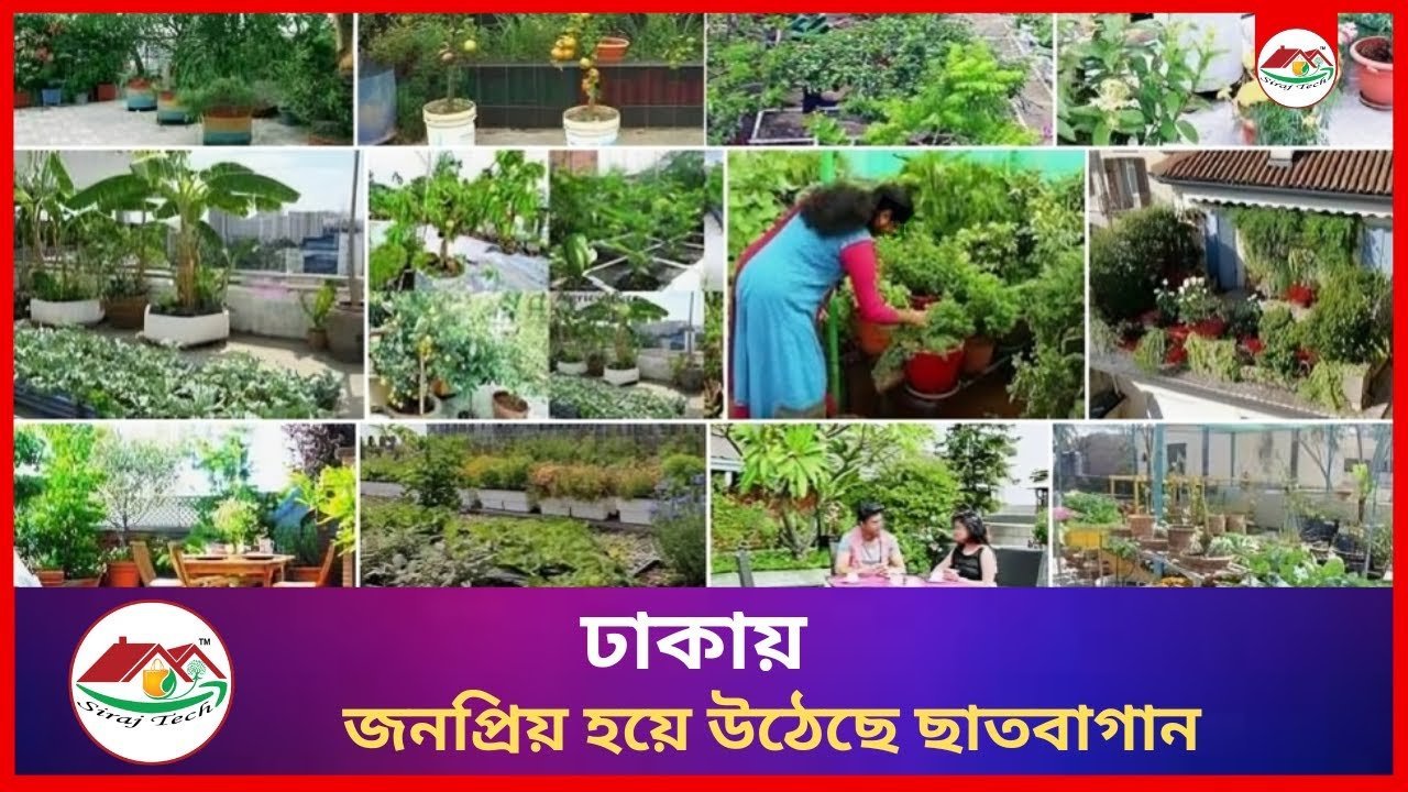 Rooftop gardens have become popular in Dhaka – ঢাকায় জনপ্রিয় হয়ে উঠেছে ছাতবাগান ।