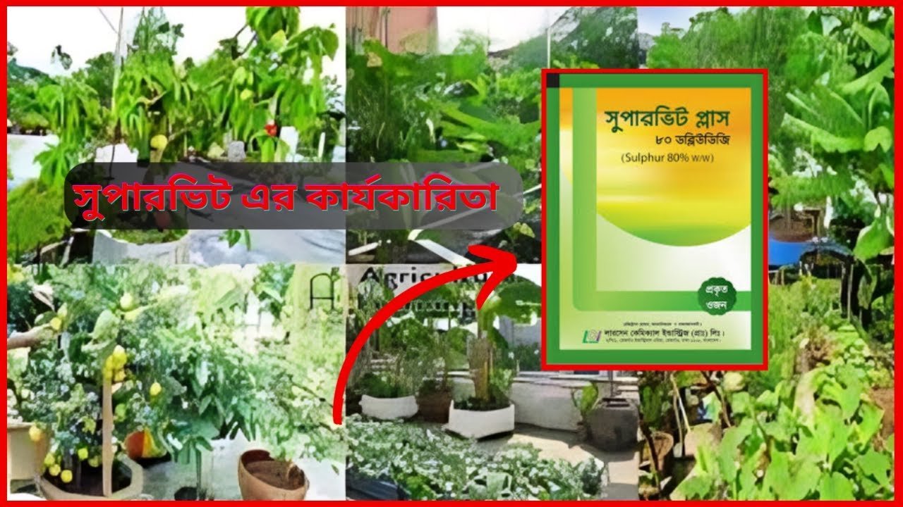 The effectiveness of Supervit for plants – গাছের জন্য সুপারভিট এর কার্যকারিতা।