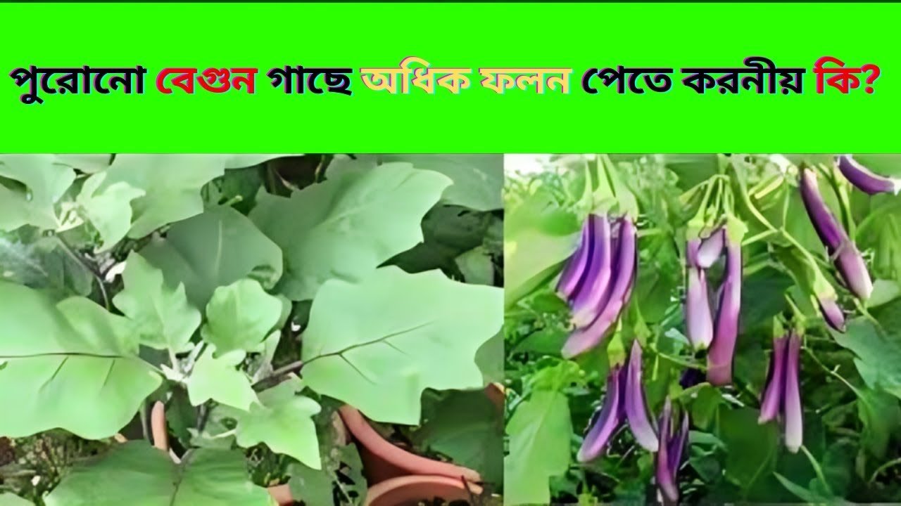 পুরোনো বেগুন গাছে অধিক ফলন পেতে করনীয় কি ?