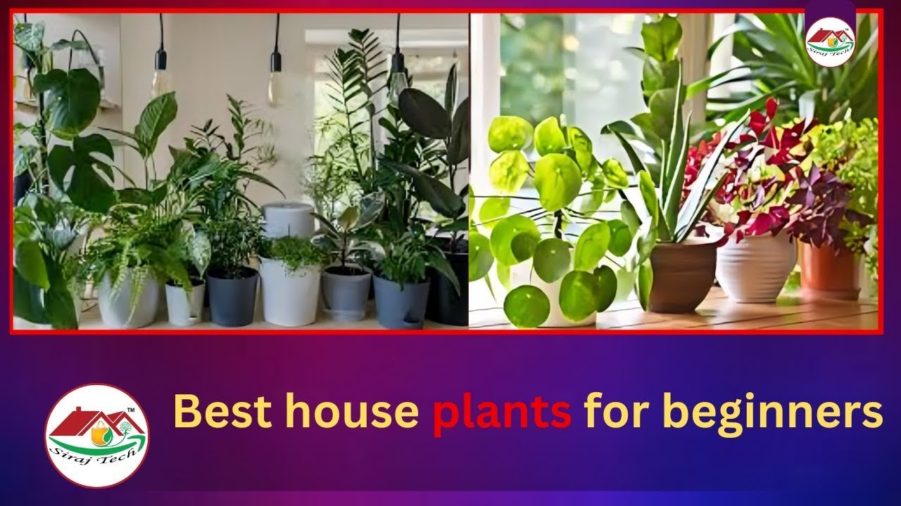 Best house plants for beginners that look amazing – নতুনদের জন্য সেরা বাড়ির গাছপালা।