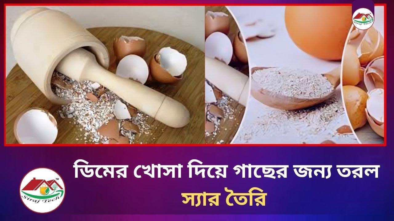 Making liquid fertilizer for plants from eggshells – ডিমের খোসা দিয়ে গাছের জন্য তরল স্যার তৈরি ।