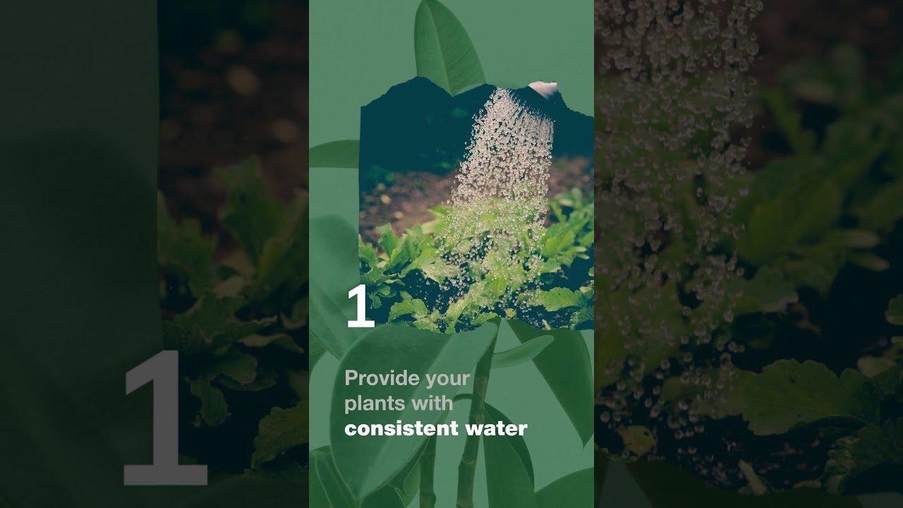 Rooftop Garden with GeoBag – সহজে ছাদ বাগান।