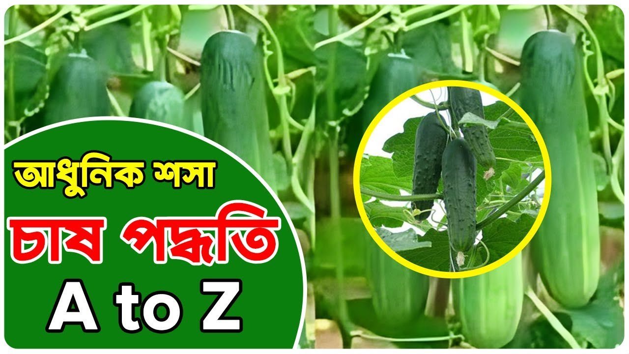 Rules for Growing and Caring for Cucumbers – আধুনিক পদ্ধতিতে শসা চাষের সম্পূর্ণ গাইড
