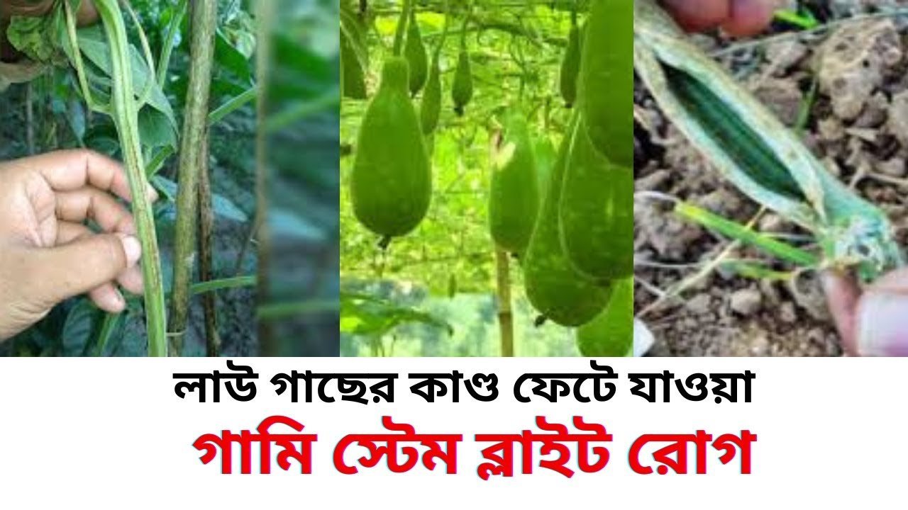 Gummy Stem Blight Disease – লাউ গাছের কান্ড পঁচা রোগ ও লাল আঠালো পদার্থ বের হলে করণীয় ও প্রতিকার