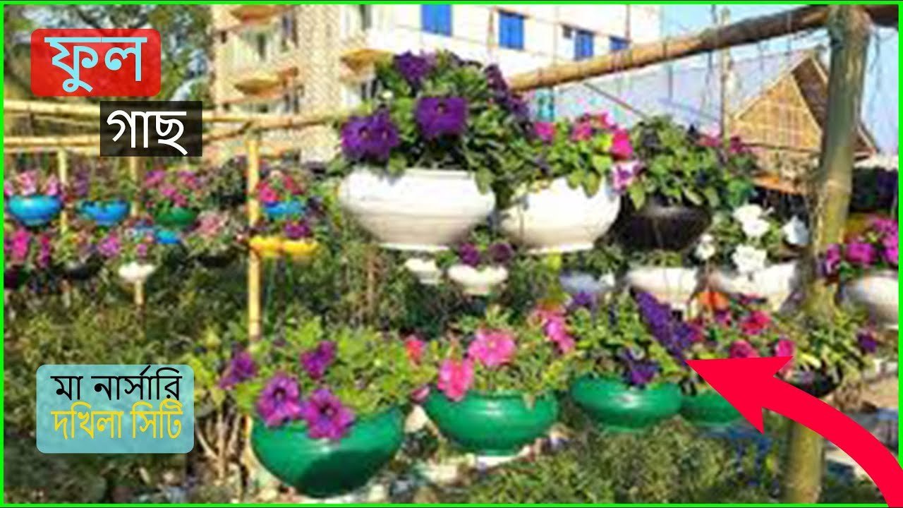 Best Deal for Flowers & Indoor Plants | সেরা অফার এখনই নিন!