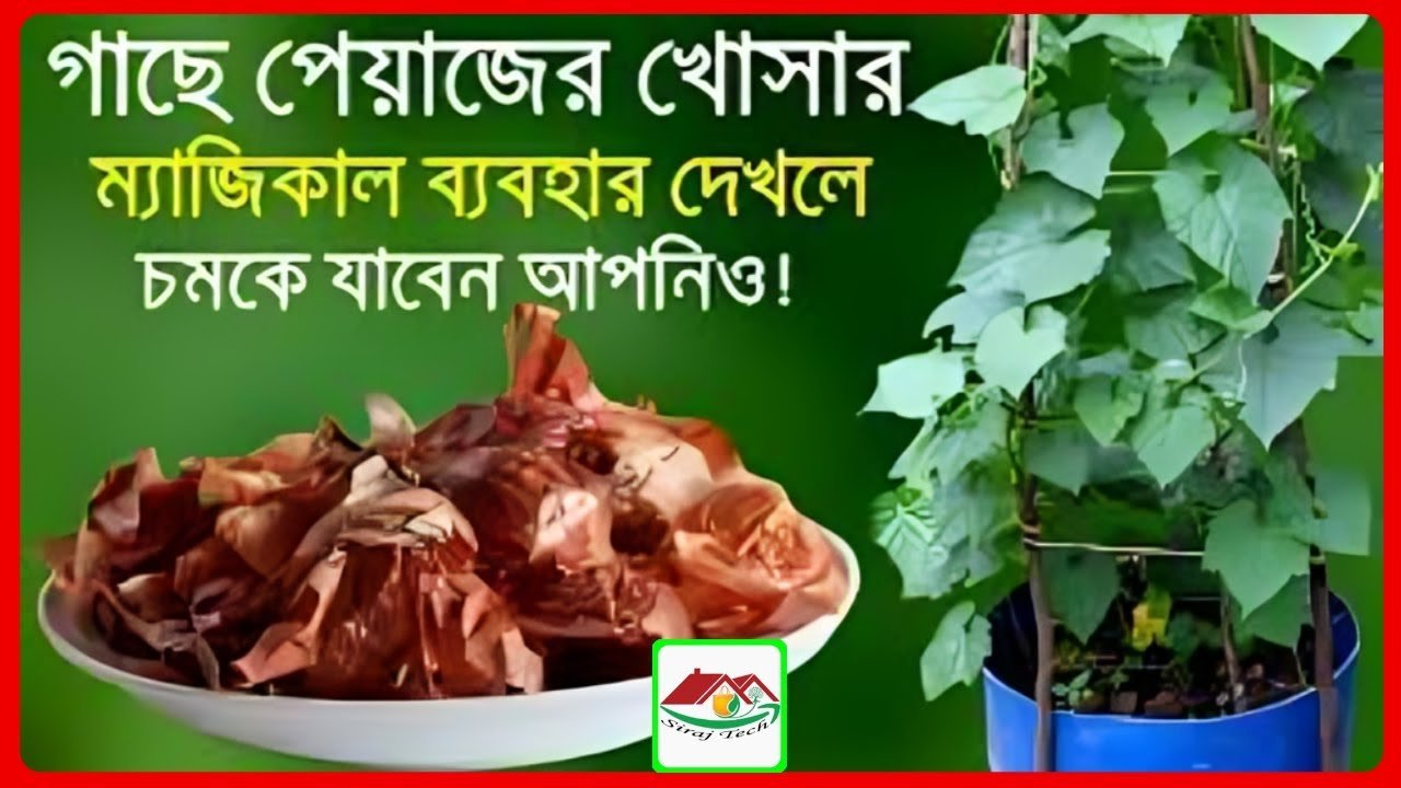 Homemade Natural Fertilizer | পেঁয়াজের খোসার ব্যবহার ও উপকারিতা