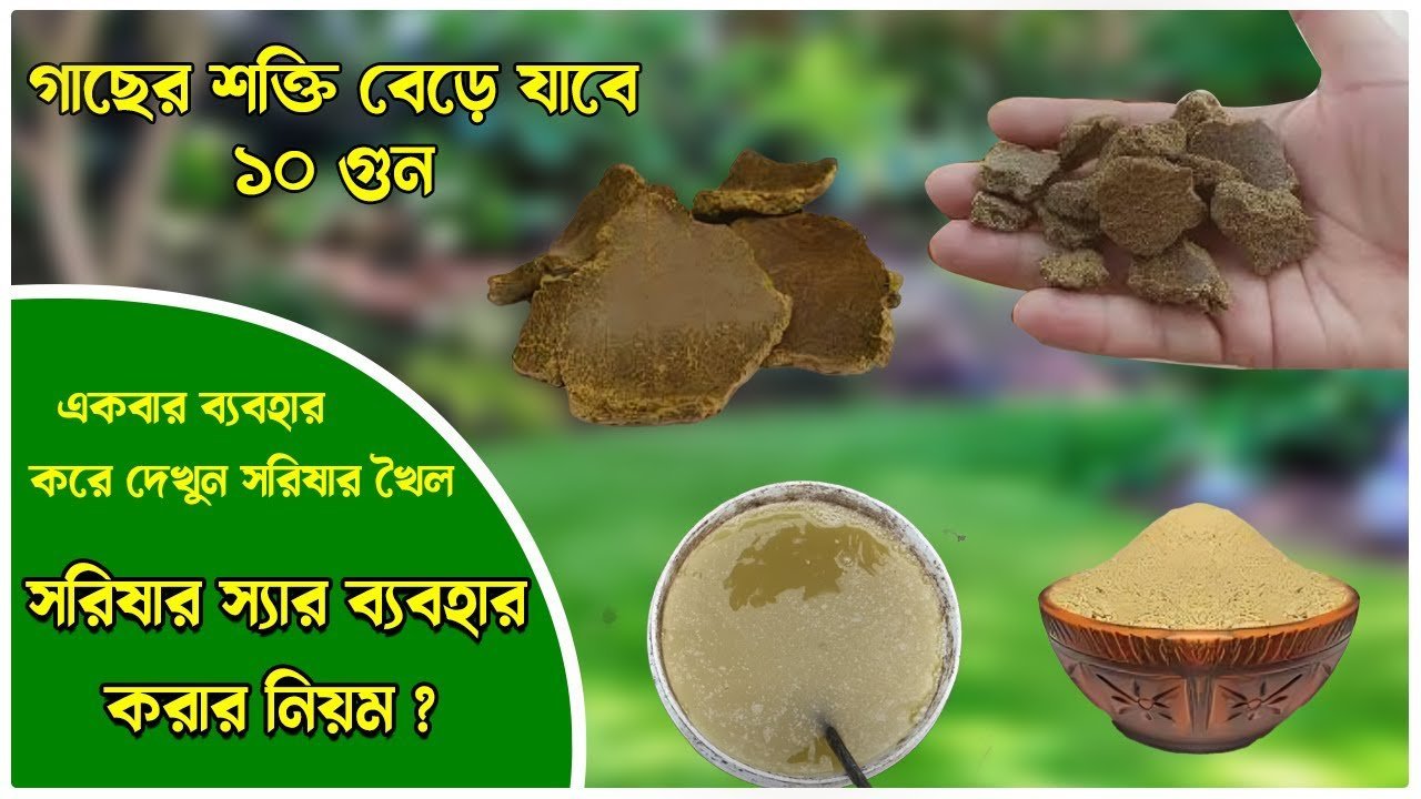 সরিষার খোল থেকে তরল সার প্রস্তুতির সহজ উপায় এবং সঠিক ব্যবহার । Use Mustard Cake Liquid Fertilizer