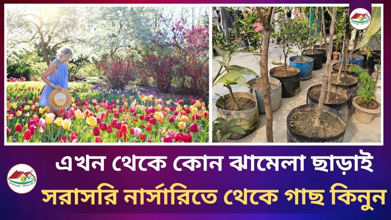 Buy Plants Directly from Nursery – সরাসরি নার্সারি থেকে গাছ কিনুন |