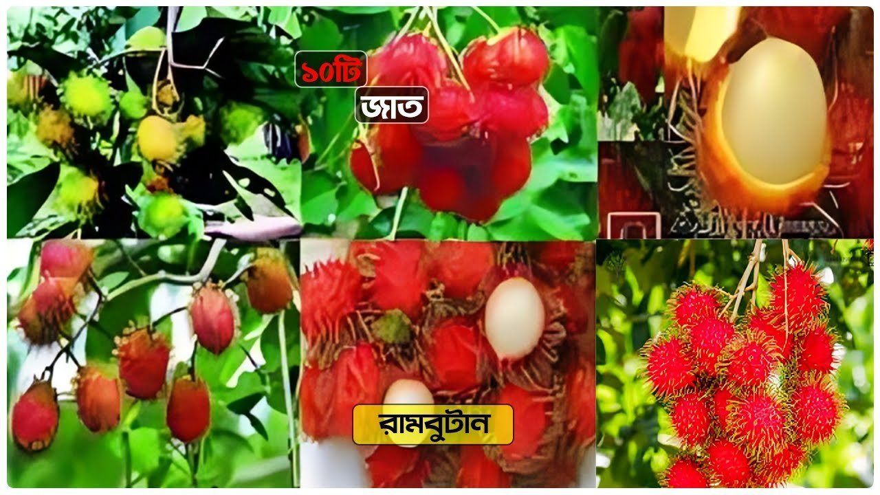 Rambutan – রামবুটান ১০টি জাত হাকিকত নার্সারিতে | Gardening
