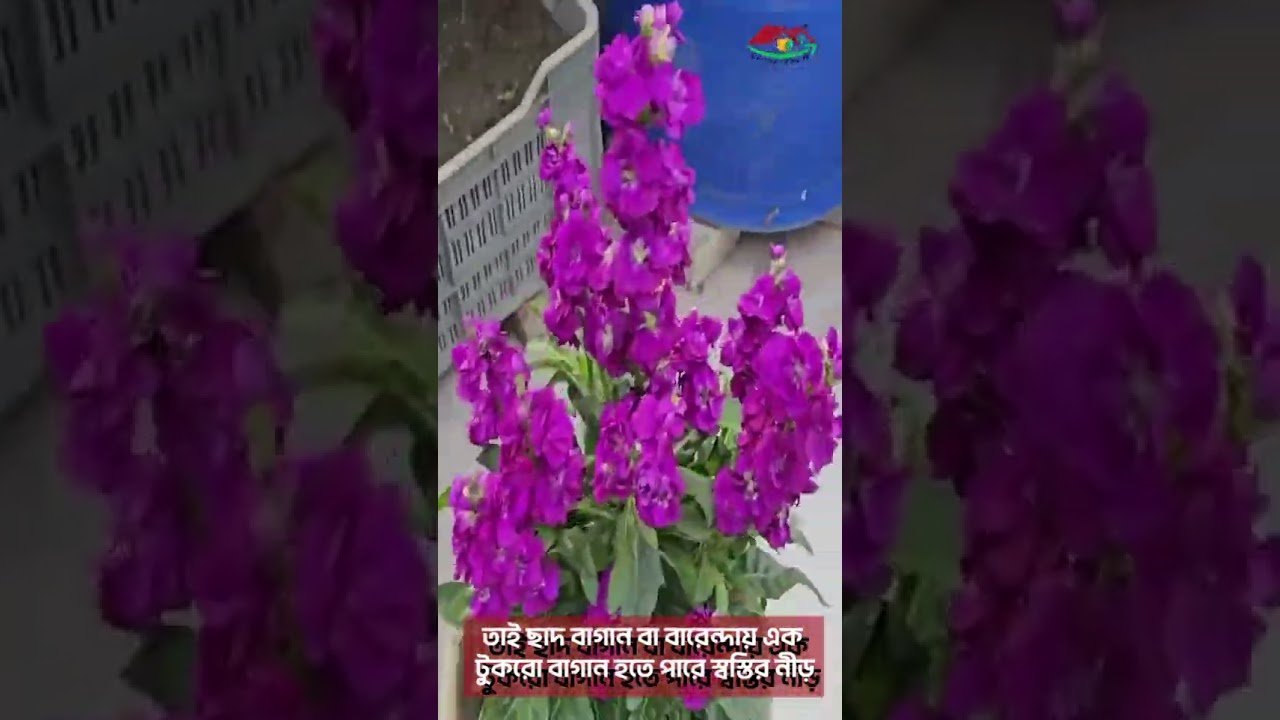 Geo Bags Revolutionize Urban Gardening in Dhaka!