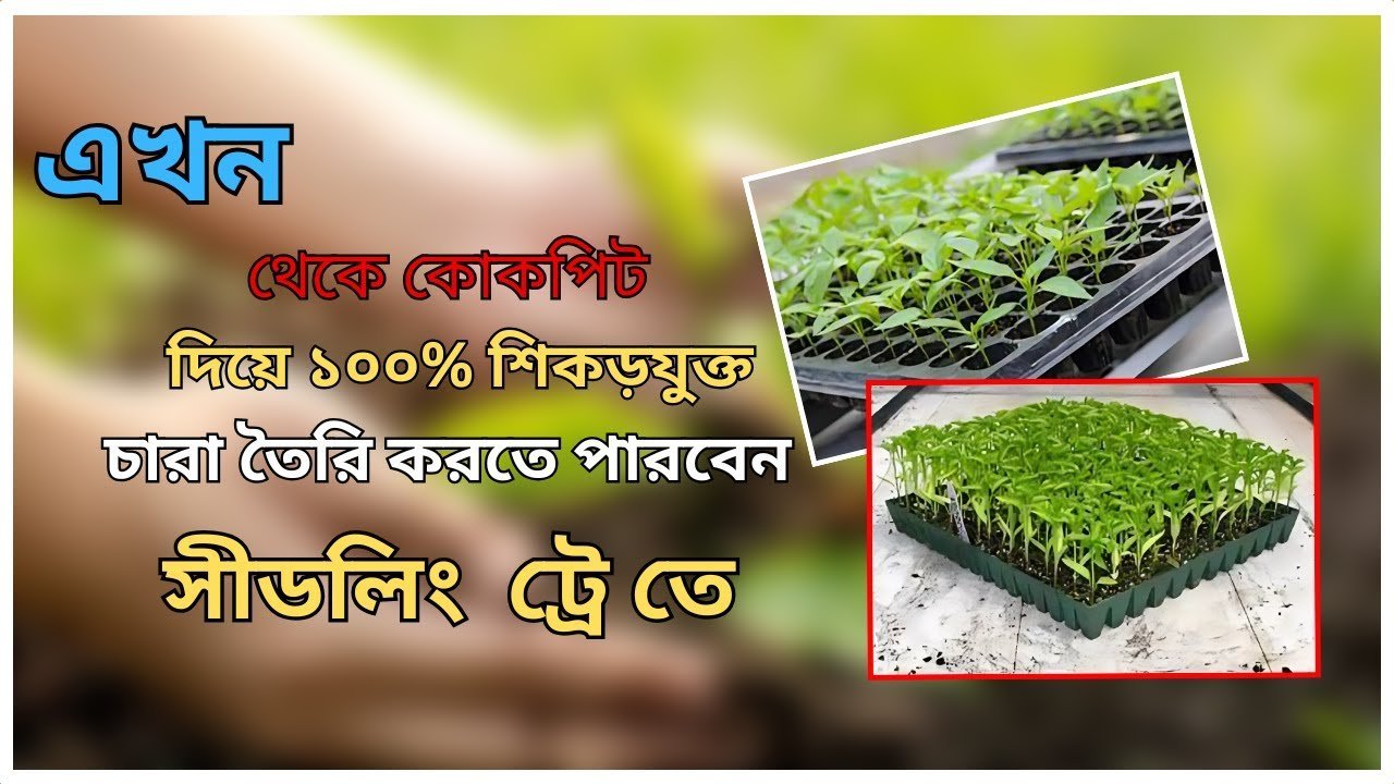 Cocopeat Seed Tray Planting Guide – কোকোপিটে চারা করার সবচেয়ে সহজ ও কার্যকর উপায়