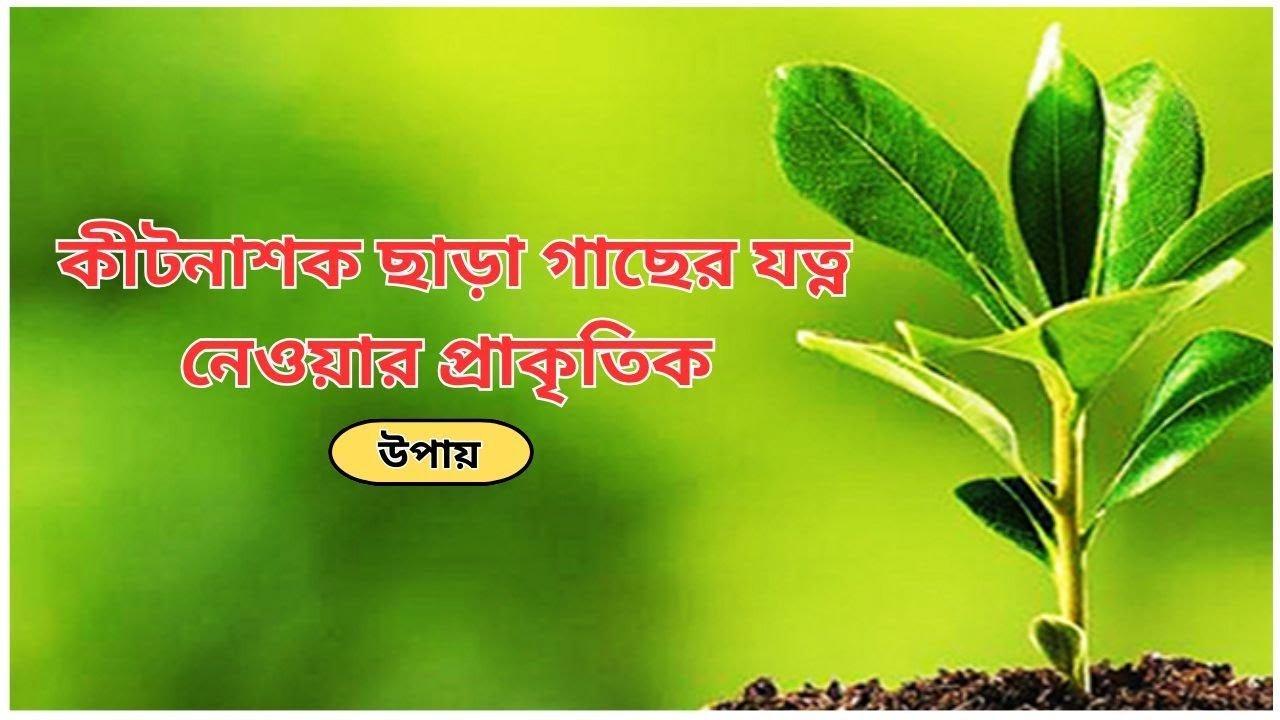 3 Natural Ways to Care for Plants