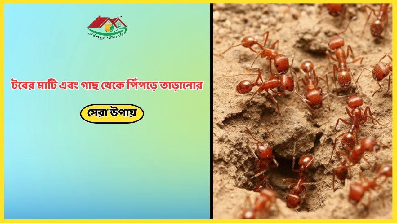 Natural Ant Repellent – টবের মাটি এবং গাছ থেকে পিঁপড়ে তাড়ানোর সেরা উপায়