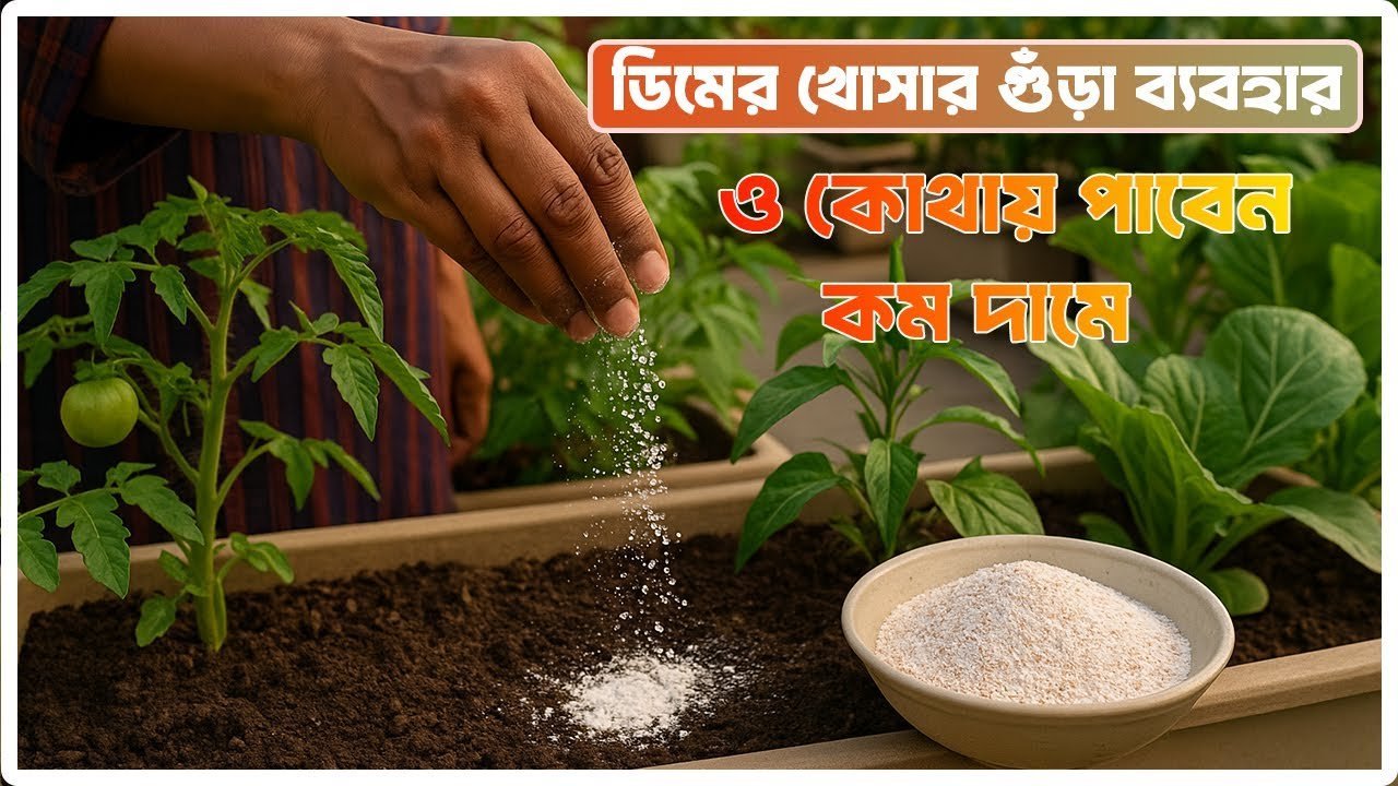 ডিমের খোসার গুঁড়া ব্যবহার ও কোথায় পাবেন | Eggshell Powder Use & Where to Get It 🥚🌿