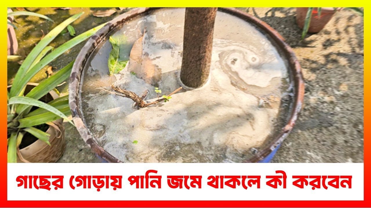 গাছের গোড়ায় পানি জমে থাকলে কী করবেন? কারণ ও সহজ সমাধান 🌱