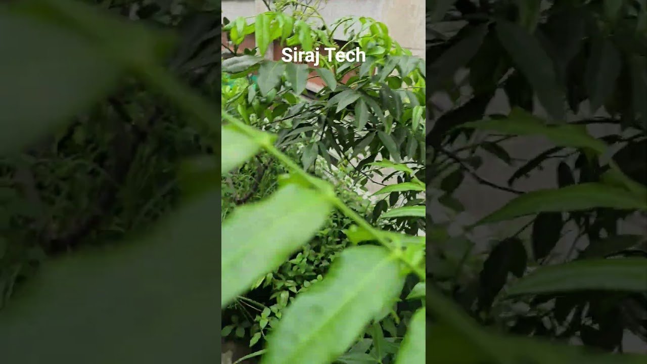 #waz #garden #gardening