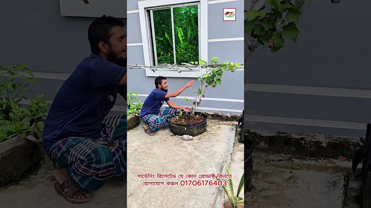 রাউন্ড জিও ব্যাগে কেন ফলের গাছ লাগাবেন 🍊🍋 | Geo Bag Gardening Tips | Siraj Tech