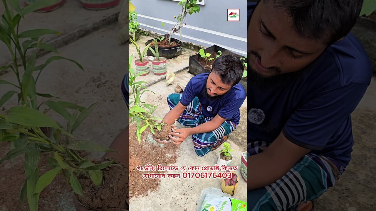 নার্সারি থেকে গাছ আনার পর লাগানোর আগে জেনে নিন এই গুরুত্বপূর্ণ বিষয়টি 🌿 | Gardening Tips | Siraj