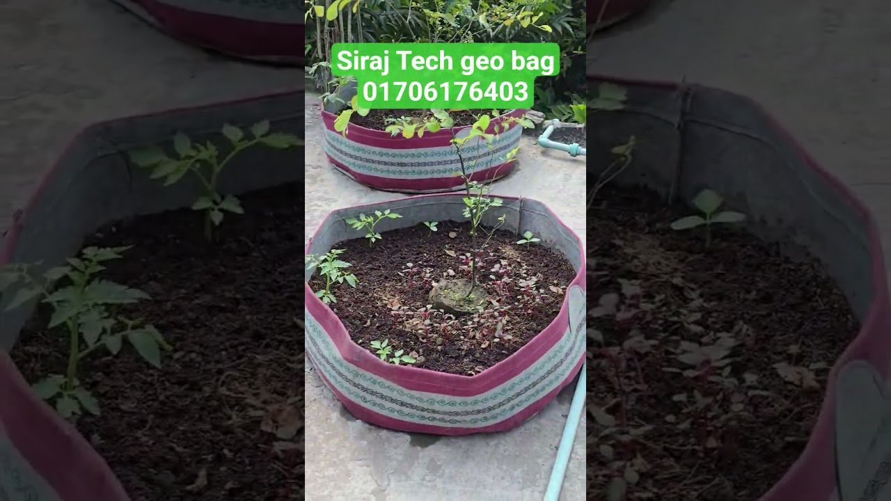 #sirajtech #greenbangladesh #gardeningtips #ছাদবাগান #rooftopgardening #urbangardening #garden